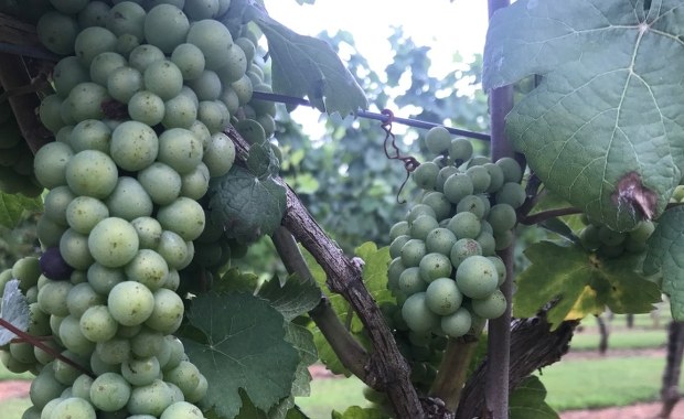 ​Winiarskie zagłębie tuż obok amerykańskiej stolicy