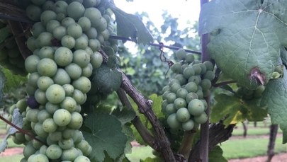 ​Winiarskie zagłębie tuż obok amerykańskiej stolicy