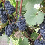 Winiarze z południa Polski rozpoczęli zbiory