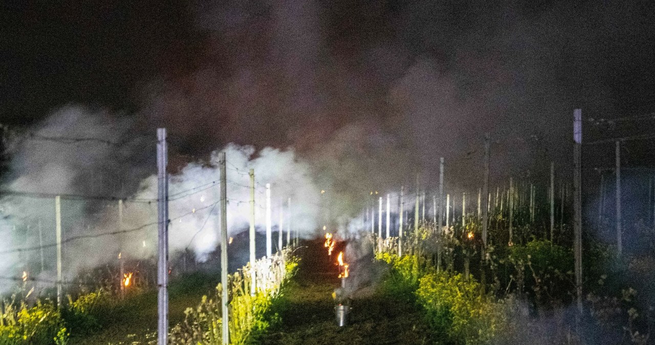 Winiarze z winnic położonych koło Zielonej Góry walczą z późnymi przymrozkami /NewsLubuski /East News