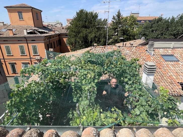 Winnica na dachu może stać się kolejną atrakcją turystyczną włoskiego miasteczka /domena publiczna
