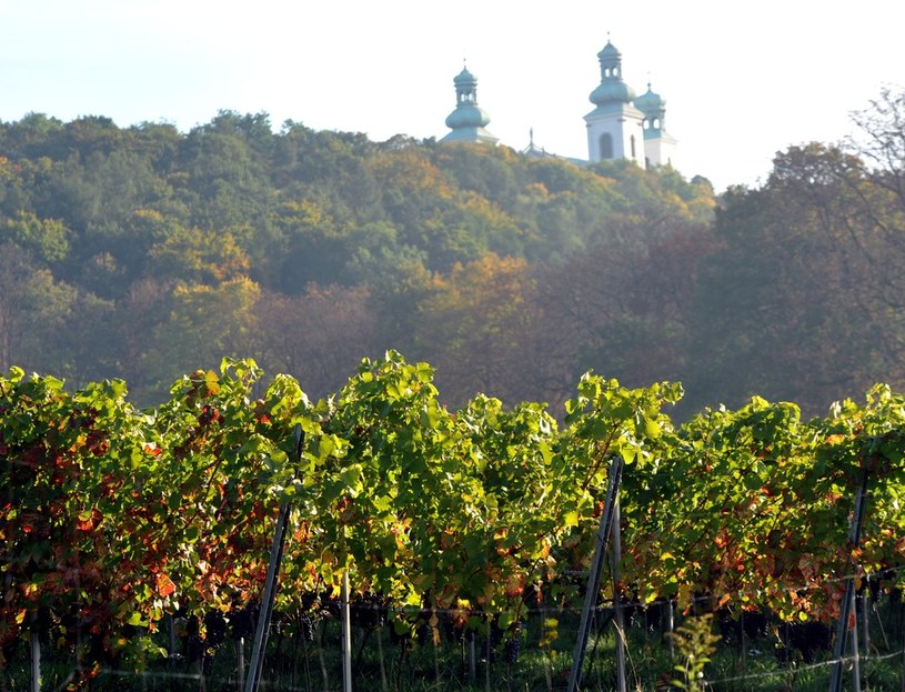 Winnica Srebrna Góra znajduje się w Krakowie. Pierwsza uprawa wina na terenie Polski miała miejsce właśnie w "mieście królów" /East News
