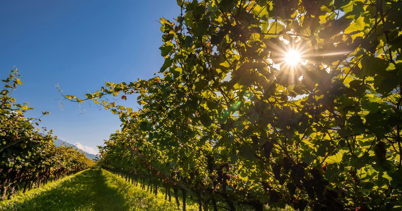 Winnice są nieodłącznym elementem krajobrazu Południowego Tyrolu /123RF/PICSEL