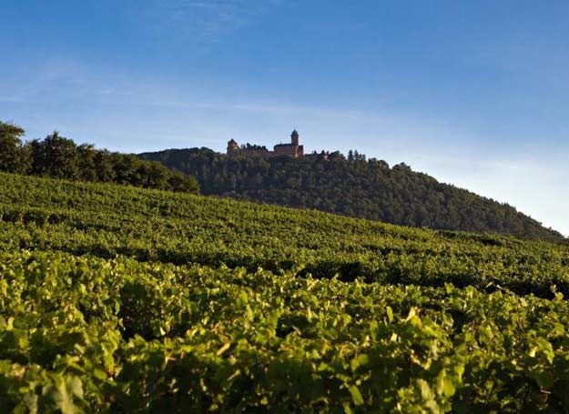 Winnice są ważnym elementem krajobrazu Alzacji /