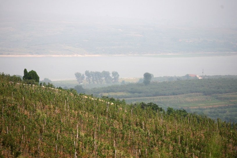 Winnice w Polsce, to Ziemia Lubuska i Dolny Śląsk. Powstają też ośrodki winiarskie w Małopolsce i na Podkarpaciu /AFP