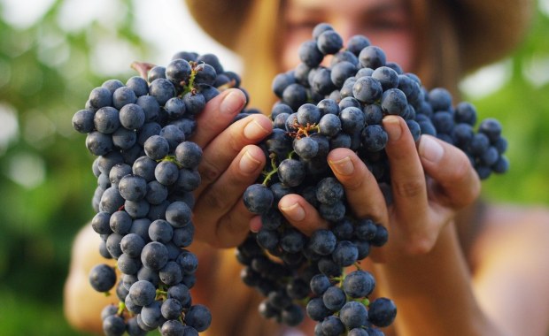 Winnice zapraszają na zwiedzanie w długi weekend