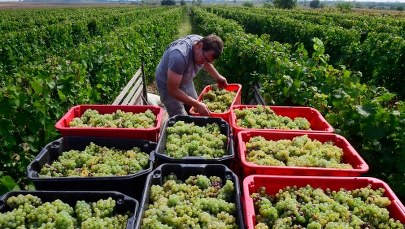 Winobranie w tokajskich winnicach