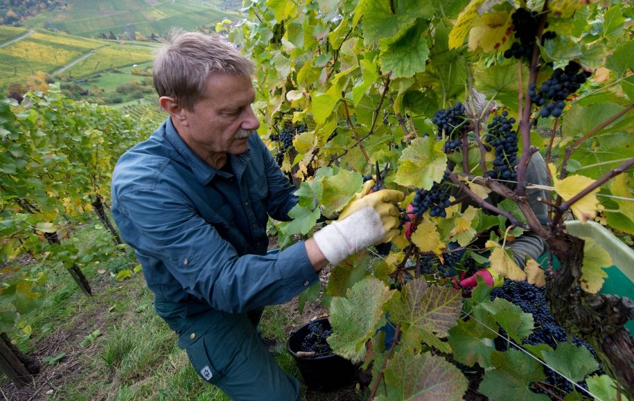 Winobranie we Francji /Marijan Murat    /PAP/EPA