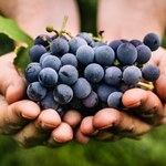 Winogrona będą miały 2 razy więcej owoców. W sierpniu zrób to, a sąsiadom opadną szczęki