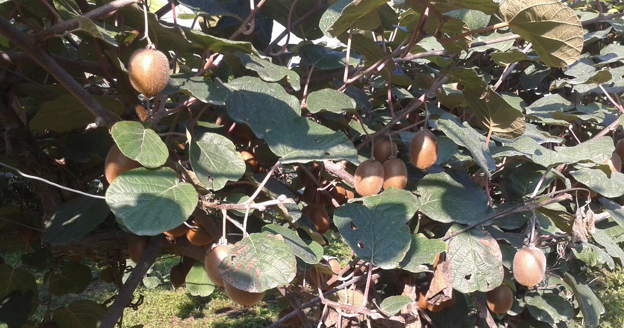 Winogrona, kukurydza, a nawet kiwi. W okolicy aż roi się od upraw, fot. DJ /INTERIA.PL