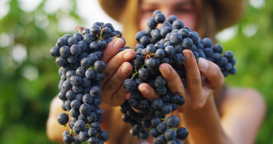 Winogrona mogą spowalniać utratę wzroku związaną z wiekiem /Shutterstock