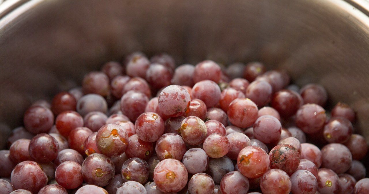 Winogrona nie są polecane diabetykom - mają w sobie za dużo cukru /123RF/PICSEL