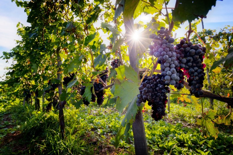 Winorośl należy przycinać regularnie. W przeciwnym razie krzewy nadmiernie się zagęszczą, a owoce są małe i kwaśne /123RF/PICSEL