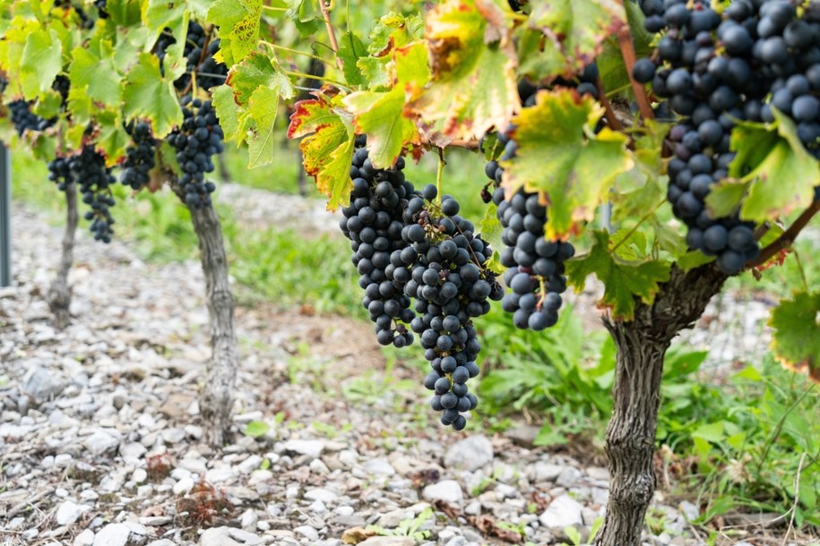 Starożytne wino powraca. Naukowcy odtworzyli trunek sprzed 1,5 tysiąca lat