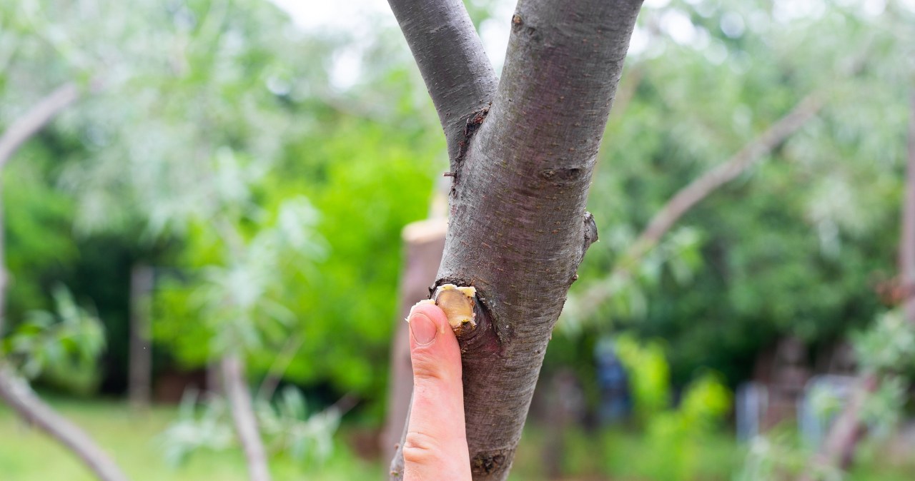 Wiosenne cięcie drzew owocowych. Jak zabezpieczyć świeże miejsca po cięciu sekatorem? /Pixel