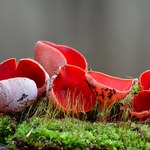 Wiosenne grzybobranie. Nietypowy grzyb, jeszcze do niedawna był zakazany