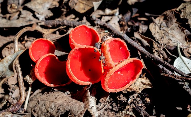 Wiosenne grzyby w polskich lasach. Co warto zbierać?