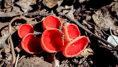 Wiosenne grzyby w polskich lasach. Co warto zbierać?
