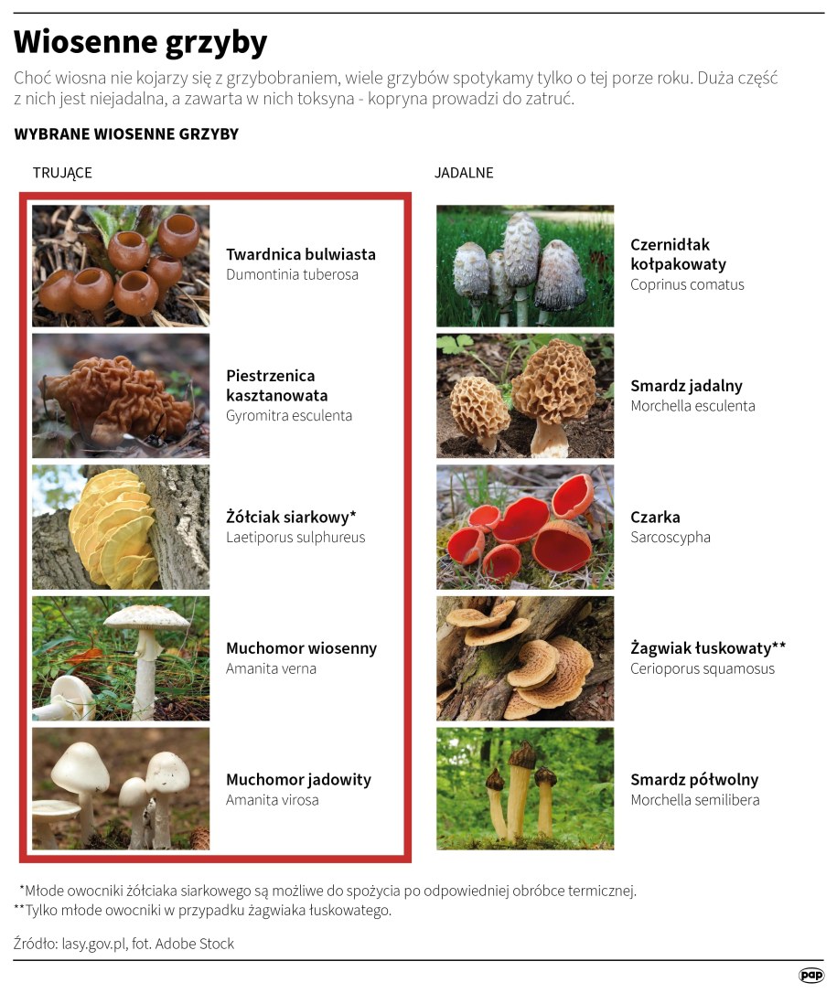 Wiosenne grzyby /Mateusz Krymski /PAP
