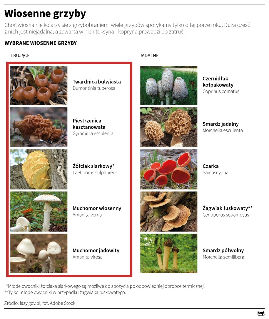 Wiosenne grzyby /Mateusz Krymski /PAP