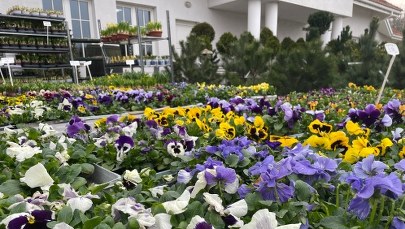 Wiosenne kwiaty na balkon i do ogródka. Sprawdzamy ogrodnicze trendy
