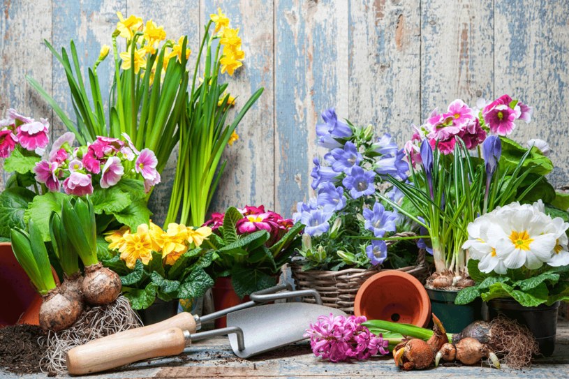 Wiosenne kwiaty to wspaniala dekoracja światecznego stołu /123RF/PICSEL