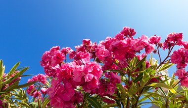 Wiosenne nawożenia różanecznika to gwarancja obfitego kwitnienia. Wykorzystaj ten kuchenny odpad