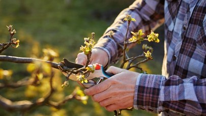 Wiosenne porządki w ogrodzie – TOP narzędzia, które ułatwią Ci pracę