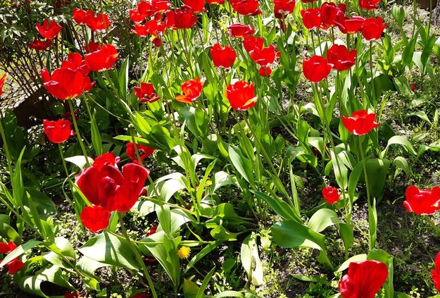 Wiosenne tulipany /Małgorzata Wosion /RMF24