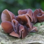 Wiosenny grzyb niedoceniany w Polsce. Na świecie to przysmak