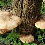 Wiosenny grzyb o oryginalnym zapachu. Czy warto sięgnąć po żagwiaka łuskowatego?