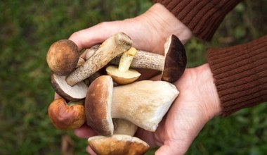 Wiosenny wysyp grzybów to mit? Niektóre rodzaje pojawiły się wcześniej