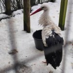 Wiosna coraz bliżej. Jej zwiastun dotarł na Mazury