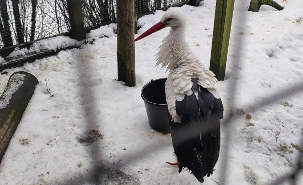 Wiosna coraz bliżej. Jej zwiastun dotarł na Mazury