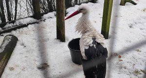 Wiosna coraz bliżej. Jej zwiastun dotarł na Mazury