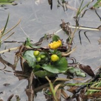 Pierwsze oznaki wiosny w Dolinie Strążyskiej w Tatrach - kaczeńce