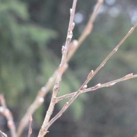 Pierwsze pąki na wierzbie w Dolinie Strążyskiej