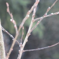 Pierwsze pąki na wierzbie w Dolinie Strążyskiej