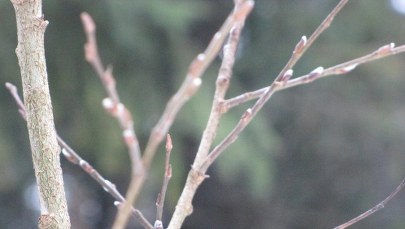 Wiosna dotarła do Doliny Strążyskiej w Tatrach