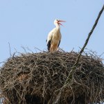 Wiosna jest tuż tuż? Słynny bocian Krutek wrócił do Polski