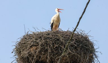 Wiosna jest tuż tuż? Słynny bocian Krutek wrócił do Polski