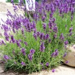 Wiosną koniecznie zrób to z lawendą. Będzie bujnie kwitła cały sezon