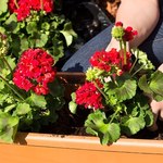 Wiosną koniecznie zrób to z pelargonią. Będzie uginać się od kwiatów 