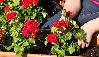 Wiosną koniecznie zrób to z pelargonią. Będzie uginać się od kwiatów 