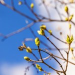 Wiosna na horyzoncie. To zasługa potężnego antycyklonu