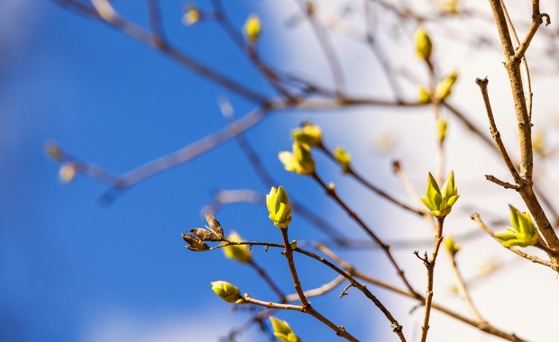 Wiosna na horyzoncie. To zasługa potężnego antycyklonu