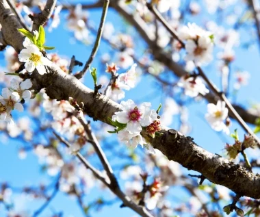 Wiosna pełna zmian. Synoptycy pokazali prognozy 