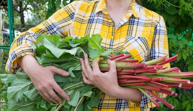 ​Wiosną podlewaj tym rabarbar. Takich soczystych plonów jeszcze nie miałeś