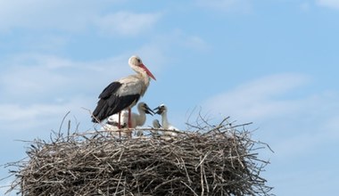 Wiosna przyniesie katastrofę w pogodzie. To może mieć wpływ na zachowanie bocianów