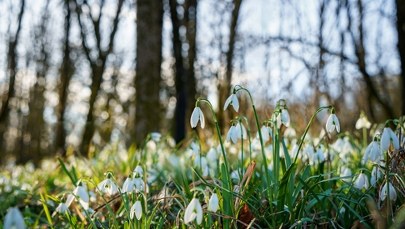 Wiosna przyszła szybciej, niż myślisz. Data, o której wielu zapomina